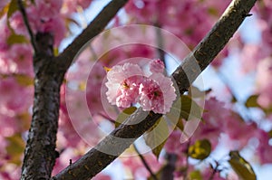 The flowers are delicate, pink and white cherry blossom, blooming in spring.