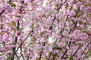 The flowers are delicate, pink and white cherry blossom, blooming in spring.