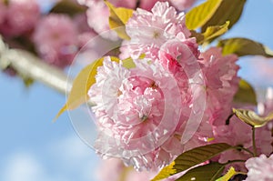 The flowers are delicate, pink and white cherry blossom, blooming in spring.