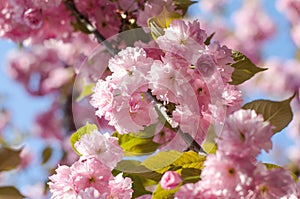 The flowers are delicate, pink and white cherry blossom, blooming in spring.