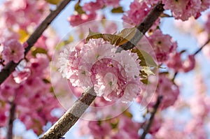 The flowers are delicate, pink and white cherry blossom, blooming in spring.