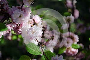 The flowers are delicate, pink and white cherry blossom, blooming in spring.