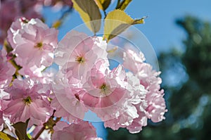 The flowers are delicate, pink and white cherry blossom, blooming in spring.