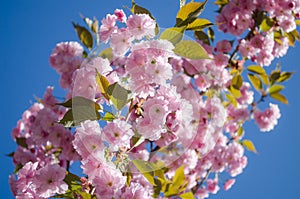 The flowers are delicate, pink and white cherry blossom, blooming in spring.