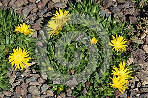 Flowers delosperma congestum