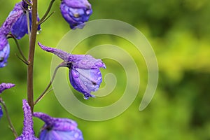 Flowers of Delphinium x cultorum, also called garden delphinium