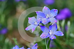 The flowers of Delphinium grandiflorum photo