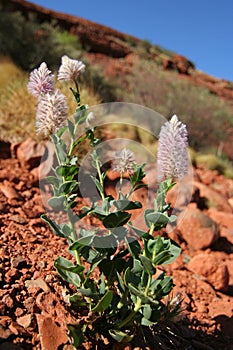 Flowers of the desert