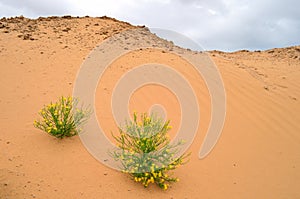 Flowers in desert