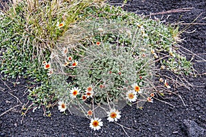 Flowers and desert plants on Etna mountain, Sicily