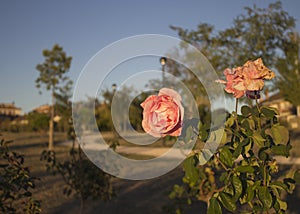 Flowers In Desertic Park