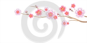 Flowers design. Branch of Sakura isolated on white background. Apple-tree flowers. Cherry blossom. Vector EPS 10 cmyk