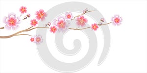 Flowers design. Branch of Sakura isolated on white background. Apple-tree flowers. Cherry blossom. Vector EPS 10 cmyk