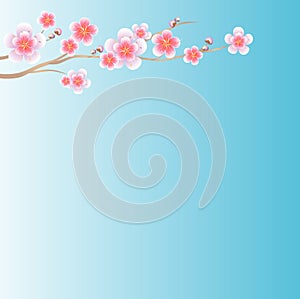 Flowers design. Branch of Sakura on light blue gradient background. Apple-tree flowers. Cherry blossom. Vector