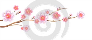 Flowers design. Branch of Sakura on white background. Apple-tree flowers. Cherry blossom. Vector EPS 10 cmyk