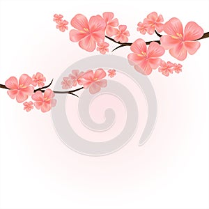 Flowers design. Branches of Sakura isolated on light pink background. Apple-tree flowers. Cherry blossom. Vector EPS 10 cmyk