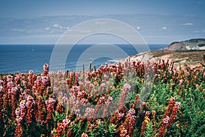 Flowers detail of the coast cliffs in Bizkaia, Basque Country