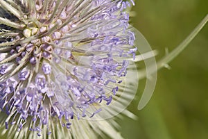 Violet close up flowers of Dipsacus fullonum photo