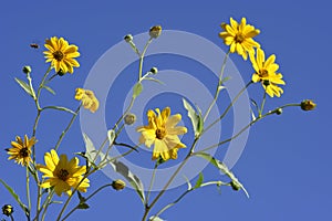 Flowers details of Jerusalem artichoke, Helianthus tuberosus, unroot, sunchoke, wild sunflower, topinambur, earth apple