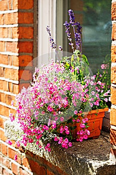 Flowers Diascia and catmint in pot by the window