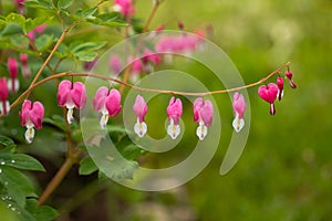 Flowers Dicentra On Branch On Green Background Of Grass In Spring Garden