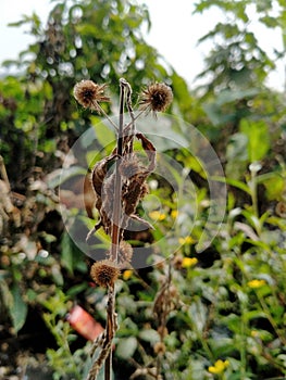 Flowers die because of the long summer