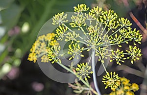 The flowers of dill and fennel on a bed in the garden