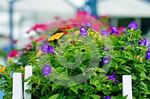 Flowers on Display in a Planter