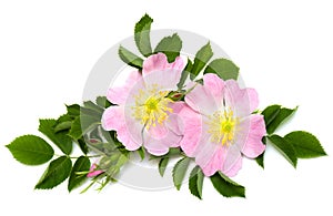 Flowers dog-rose Rosa canina on white background