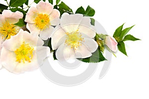 Flowers dog-rose Rosa canina on white background with space for text