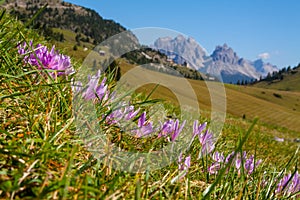 Flowers of Dolomiti mountain