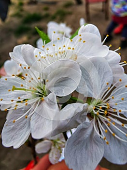 Flowers of the domestic apple tree, close to the lens.
