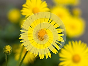 Flowers Doronicum photo