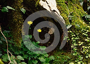 Flowers Doronikum in the forest. Background