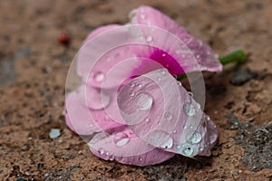 Flowers Down, water drops up.