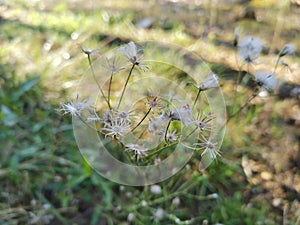 Flowers and a dray meadow