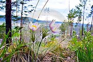 Flowers Dream-grass, or Anemone open. spring flowers. nature awakens from winter sleep. photo