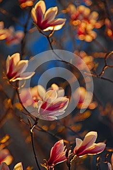 Cereza flor rosa flores definido pétalo patrón sobre el un árbol ramita contra luz de sol durante primavera en Dresde alemania 