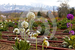 flowers and drip irrigation pipes laid on flowerbed in the botanical garden