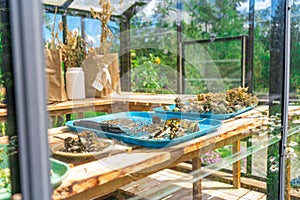 Flowers drying in a glass green house in a back yard as a gardening hobby to save seeds