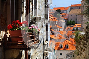 Flowers in Dubrovnik, Croatia