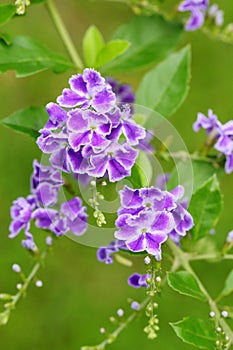 The flowers of Duranta erecta photo