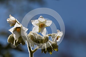 Flowers of a dwarf tamarillo, Solanum abutiloides