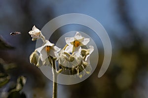 Flowers of a dwarf tamarillo, Solanum abutiloides