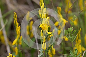 Flowers of a dyer broom Genista tinctoria