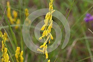 Flowers of a dyer broom Genista tinctoria