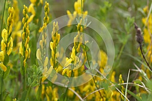 Flowers of a dyer broom Genista tinctoria