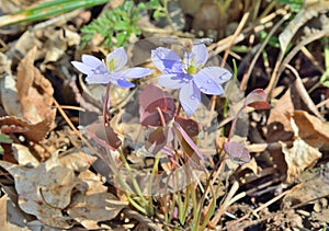 Flowers of early spring Jeffersonia dubia, Plagiorhegma dubia