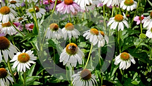 Flowers are echinacea lavender white bloom on a sunny summer day