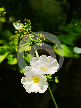 The flowers of Echinodorus grandiflorus